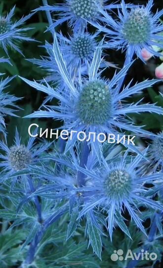 Многолетние цветы для сада