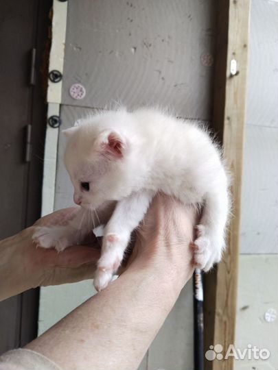 Белый котенок 1,5 месяца