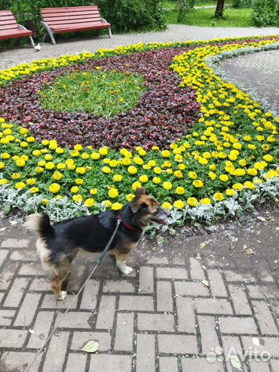 Передержка собак (с 1 по 22сентября я в отпуске)