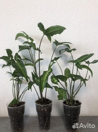 Сингониум ушковатый