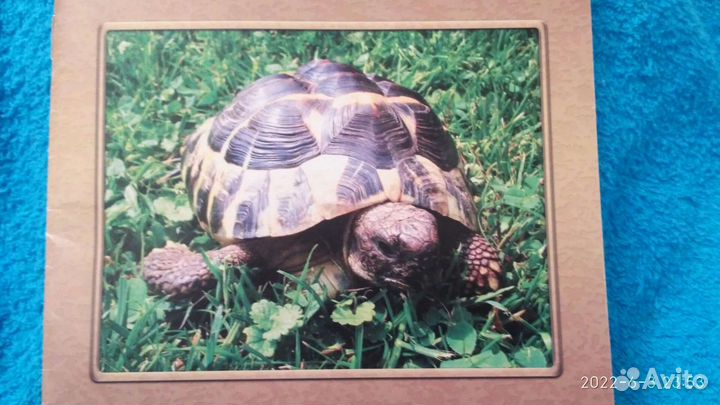 Книга Черепахи сухопутные и красноухие