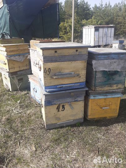 Продам пасеку
