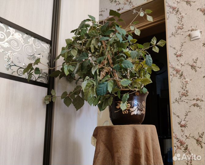 Цветок комнатный Циссус, Берёзка