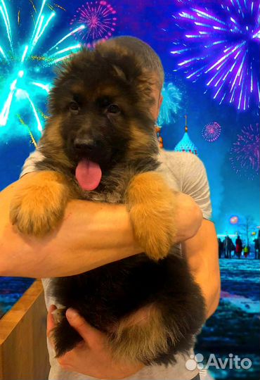 Длинношёрстные немцы