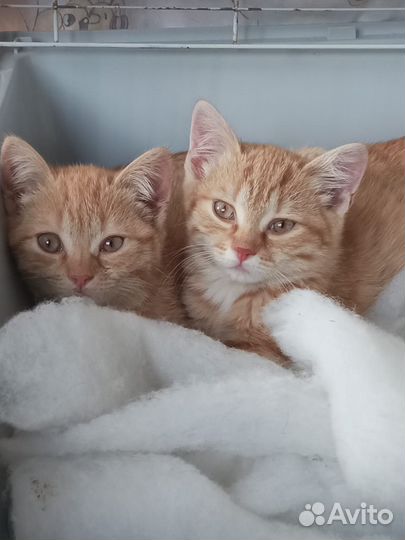 Рыжие котята мальчики