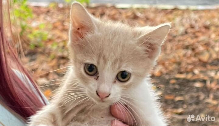 Подари котейке дом