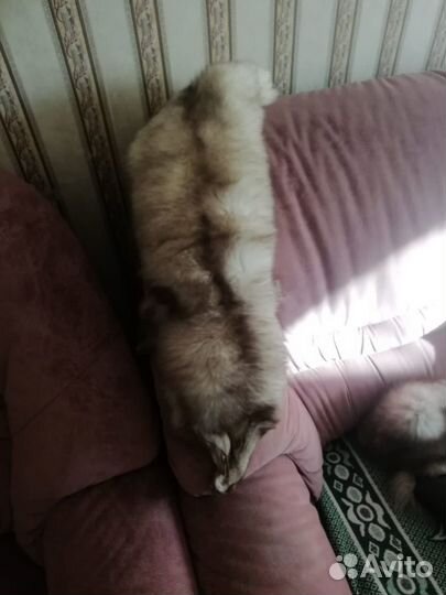 Шкурка животного (воротники на подкладе)