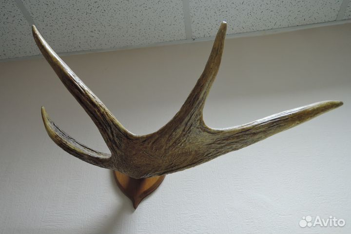 Рог лося на стену с креплением
