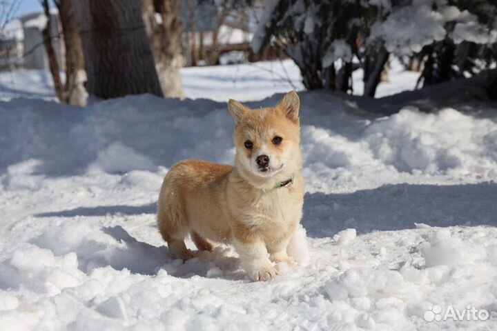 Щенки Вельш корги пемброк