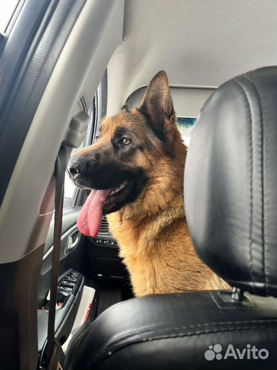 Немецкая овчарка, кобель.вязка