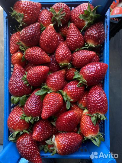 Клубника свежая