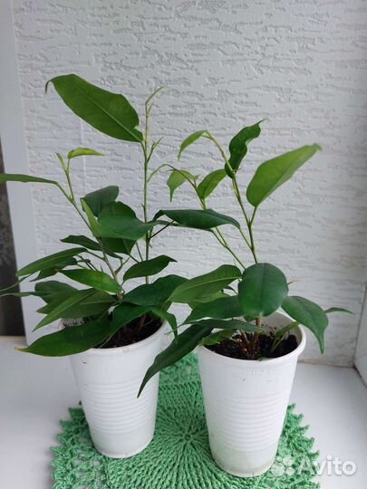 Фикус бенджамина