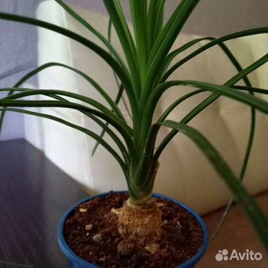 Бокарнея нолина