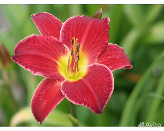 Лилейник Pocket Change