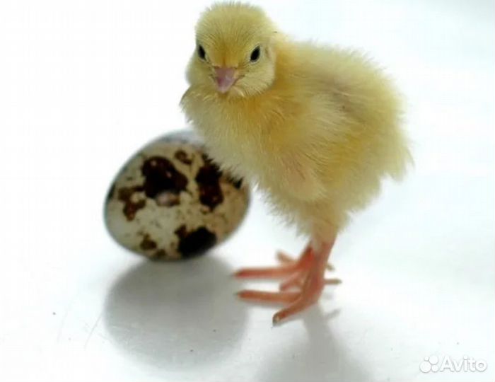 Перепела суточные