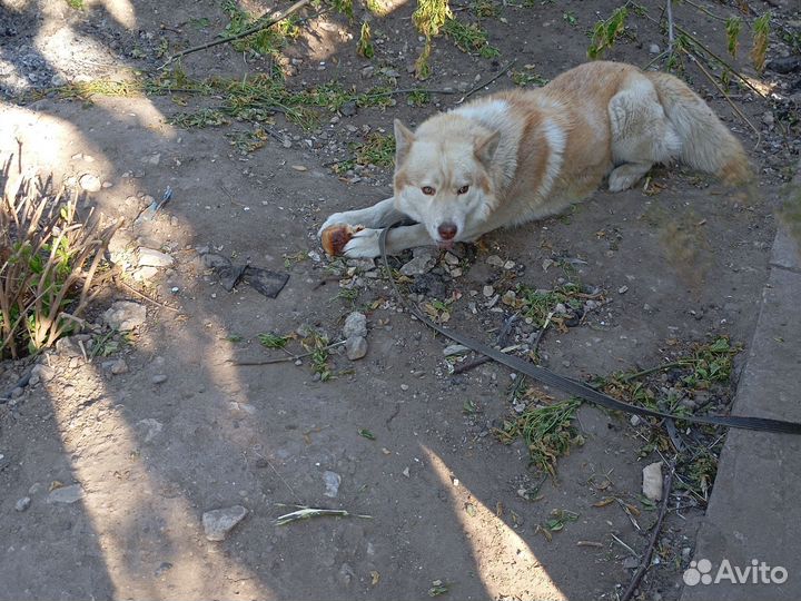 Собаки