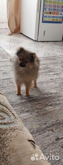 Щенок шпица мальчик