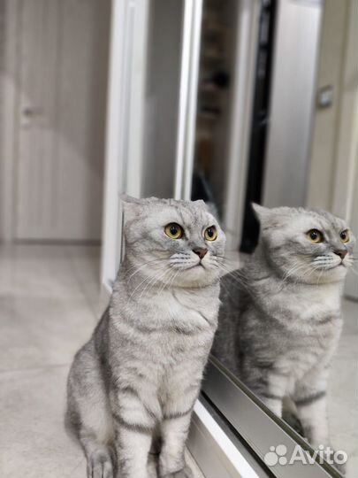 Шотландский кот