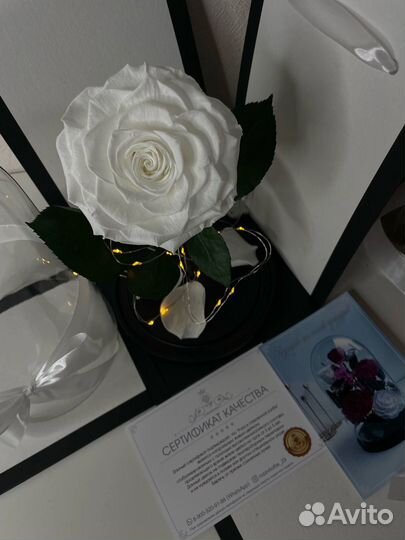 Роза в колбе
