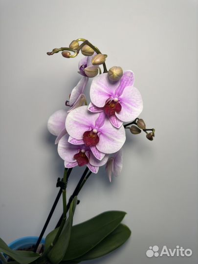 Орхидея фаленопсис