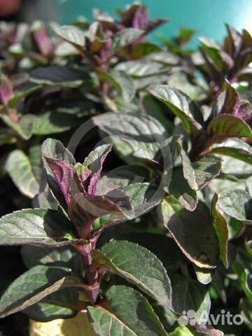 Мята шоколадница