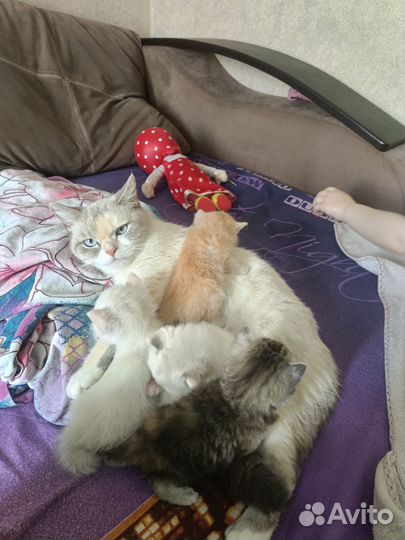 Котята отдам в добрые руки бесплатно
