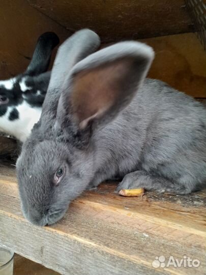 Кролики разных пород