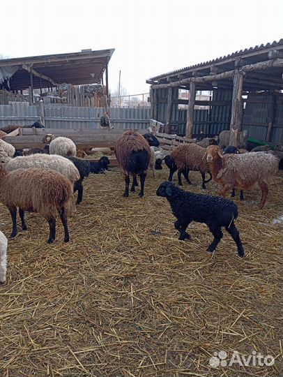 Баран гисар