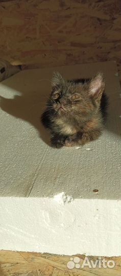 Котята отдам в добрые руки бесплатно