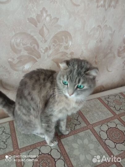 Кошка стерилизованная