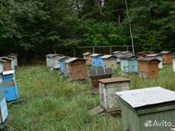 Мед 2024 года Алтайский опт