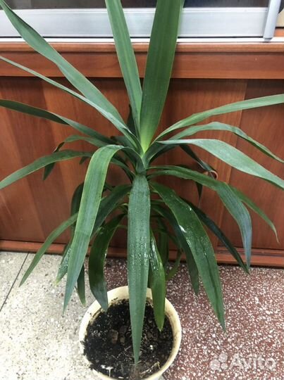 Пальма драцена