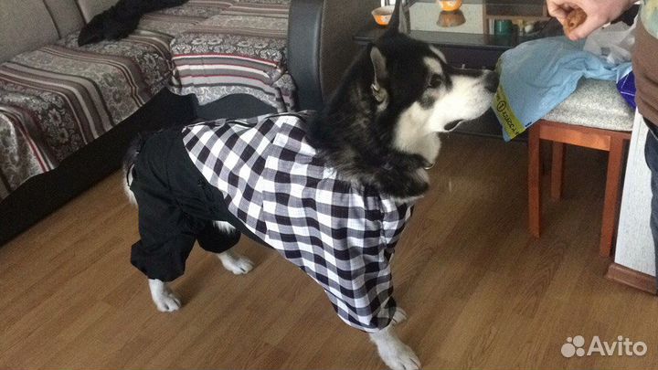 Дождевик (комбинезон) для большой собаки