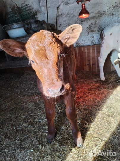 Продаётся тёлочка