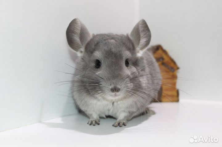 Шиншилла фиолет мальчики
