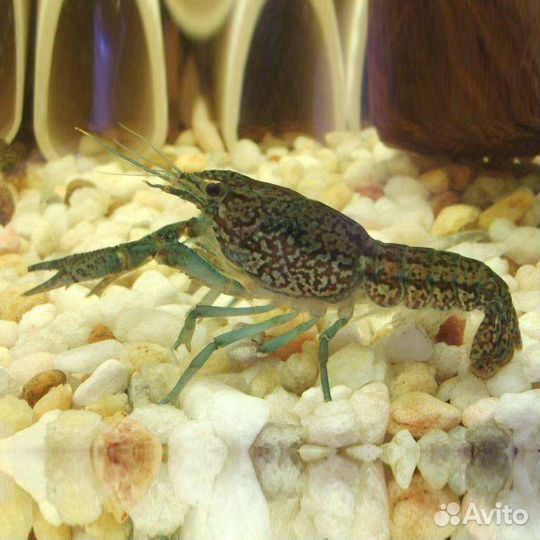 Аквариумные раки