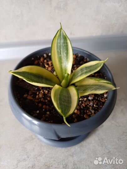 Сансевиерия