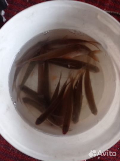 Живец для рыбалки