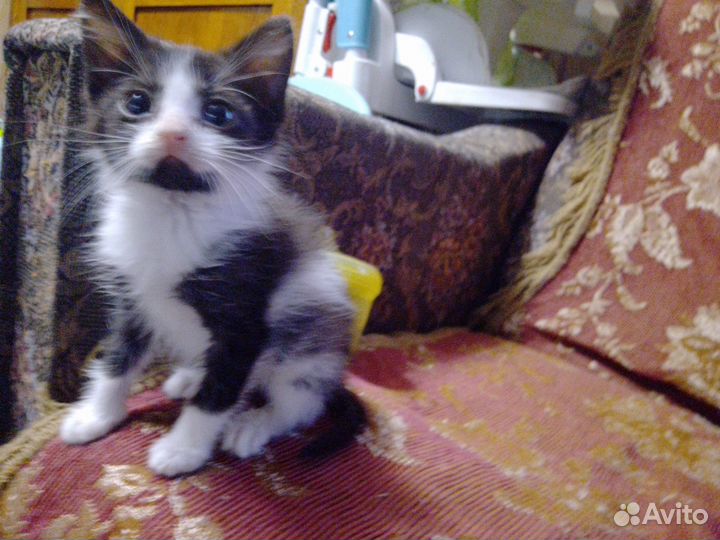 Шибздик- милый котёнок