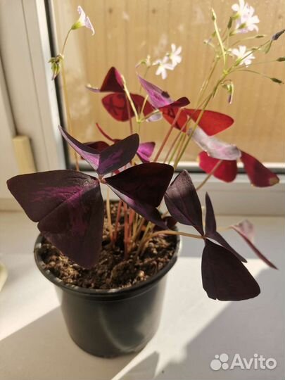 Кислица фиолетовая