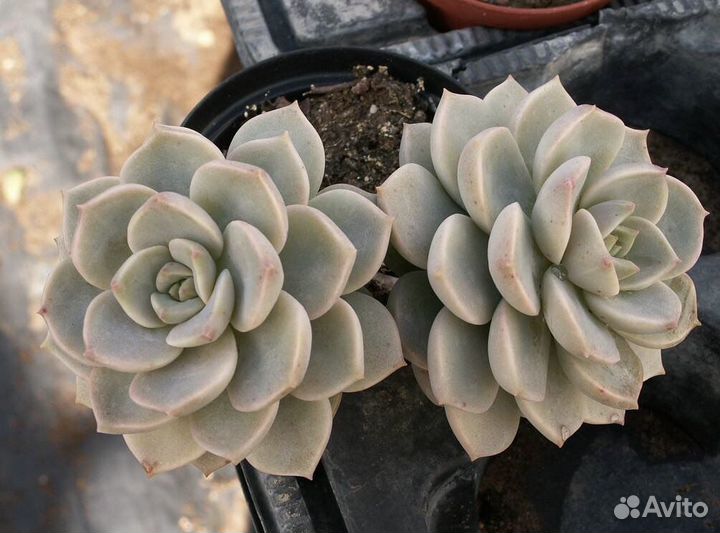 Суккуленты.Граптоверия Титубанс