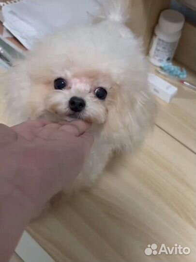 Той пудель Тедди импорт