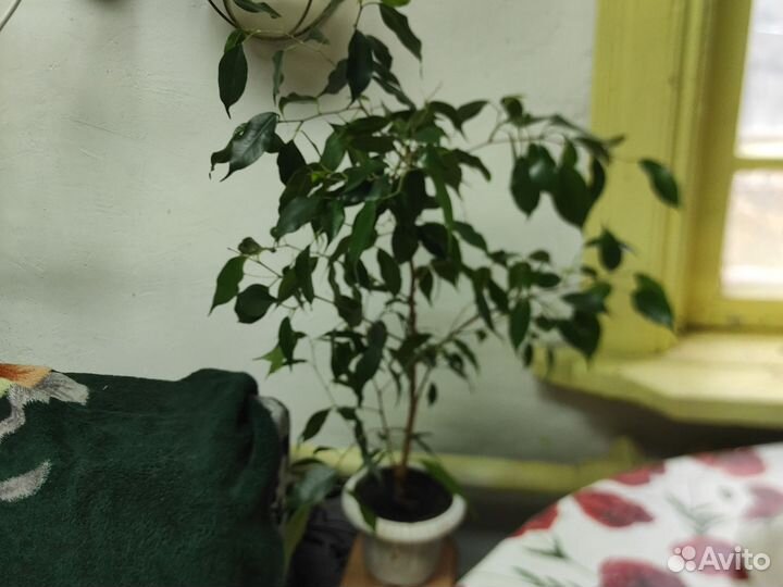 Фикус бенжамин