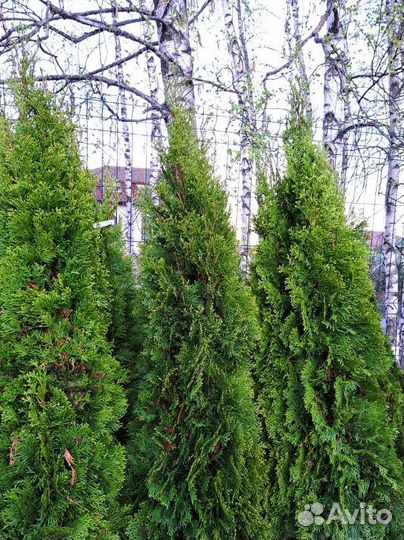 Туя смарагд