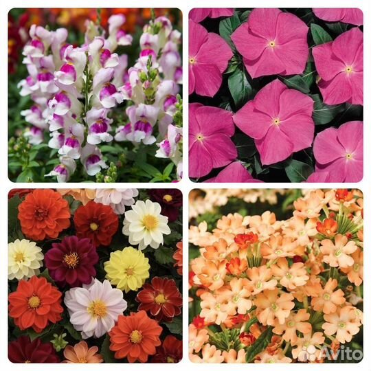 Проф. семена цветов в мелкой фасовке