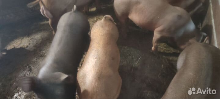 Поросята мясной породы