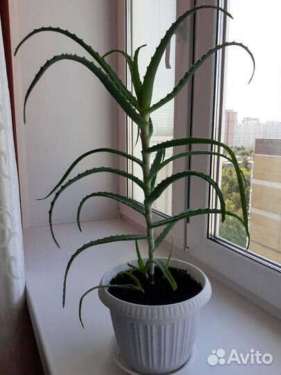 Алоэ столетник