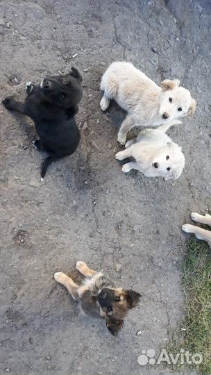 Отдам в хорошую семью