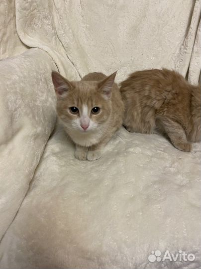 Коты в добрые руки