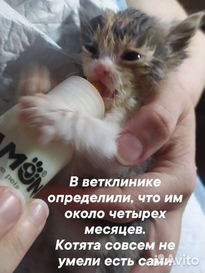 Отдам котят в добрые руки